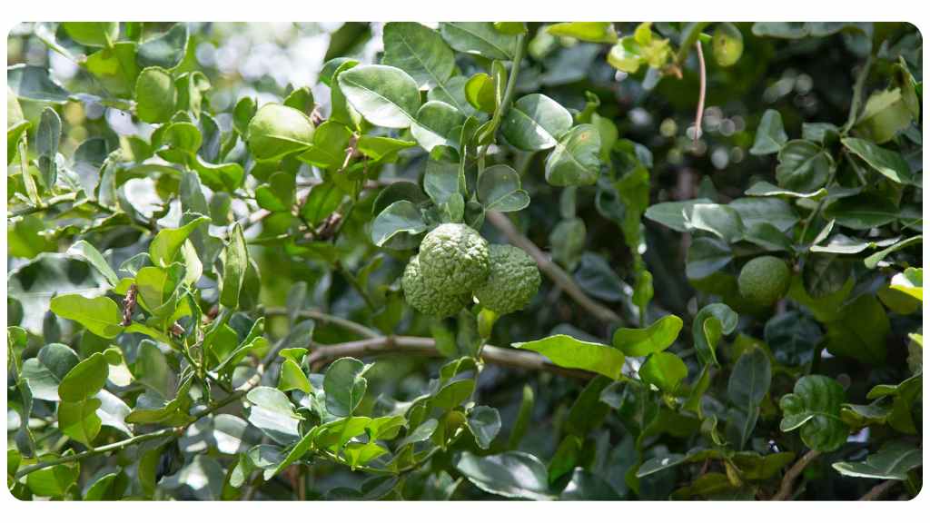 bergamonte