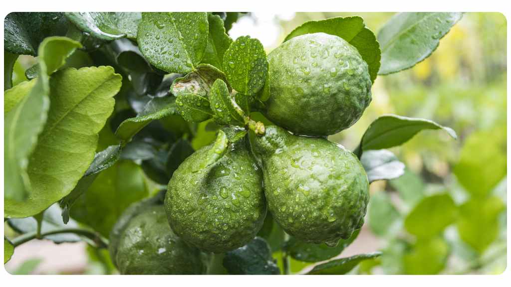 bergamonte