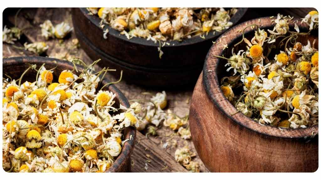 best online herbalist schools 3