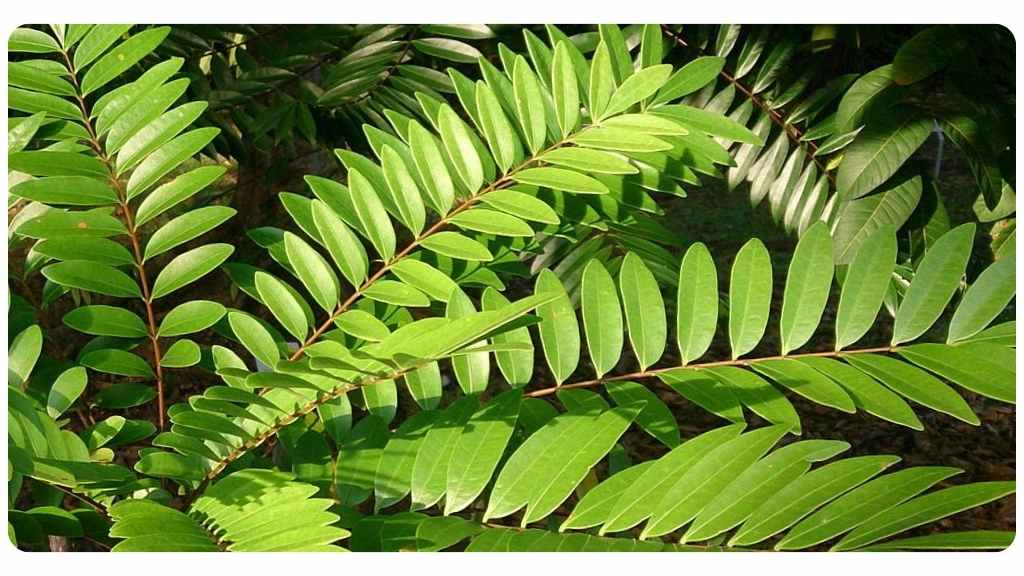 the best tongkat ali supplements