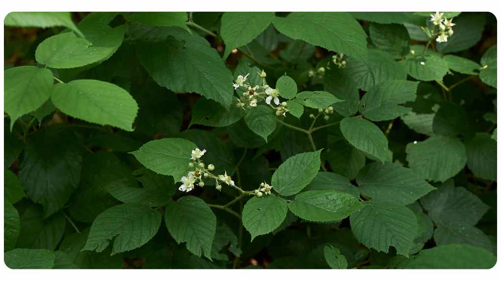 red raspberry leaf (rubus idaeus)