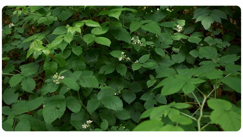 raspberry leaf to induce labor & benefit pregnant women