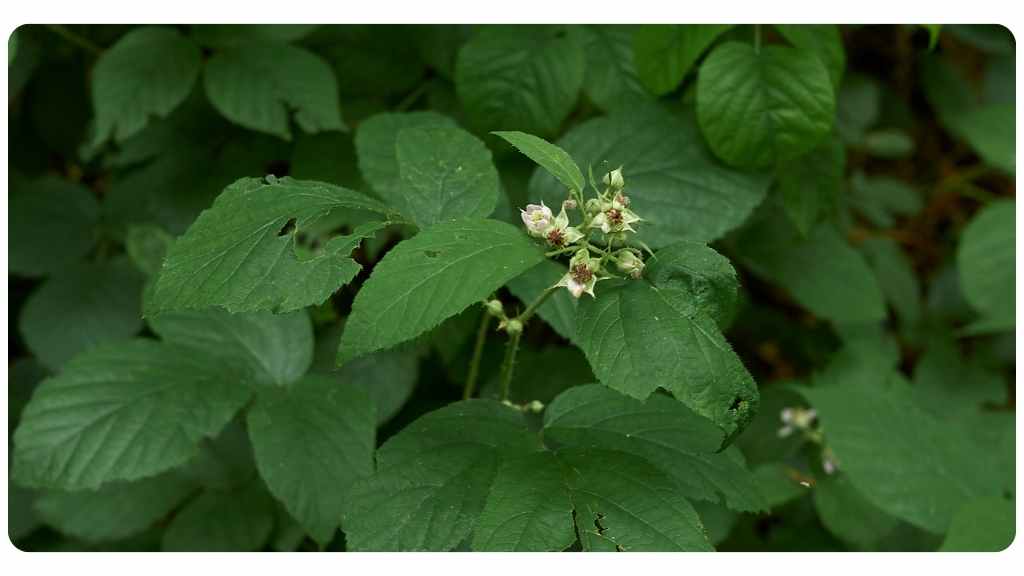raspberry leaf benefits