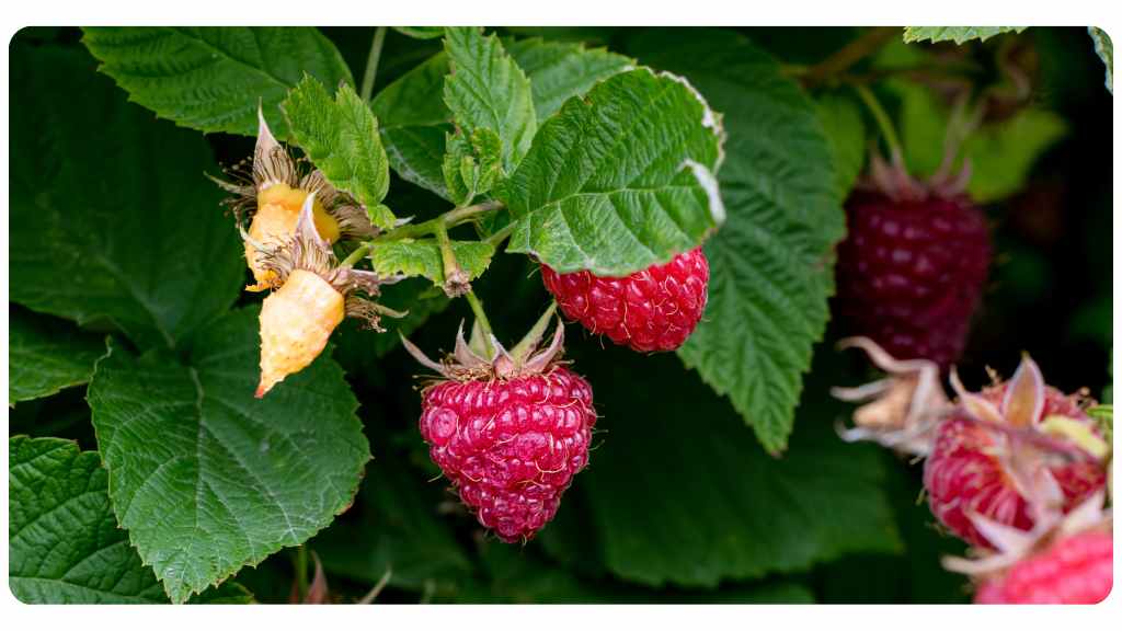 raspberry leaf for PMS, menstrual support & healthy menstruation