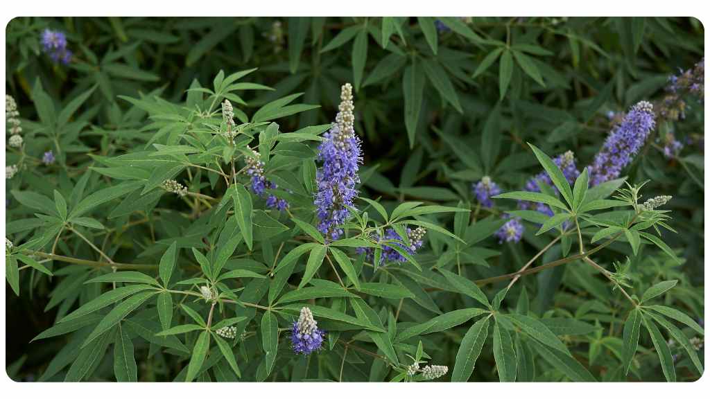 vitex health benefits