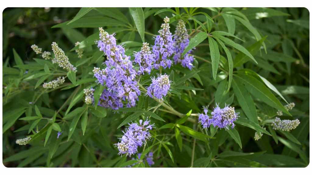 vitex side effects and safety