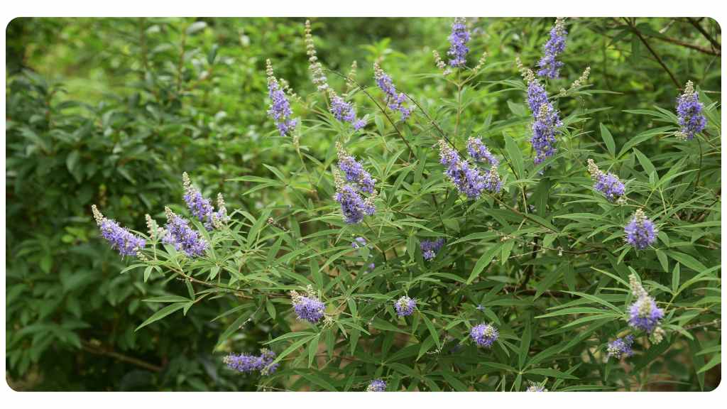 vitex for women's health