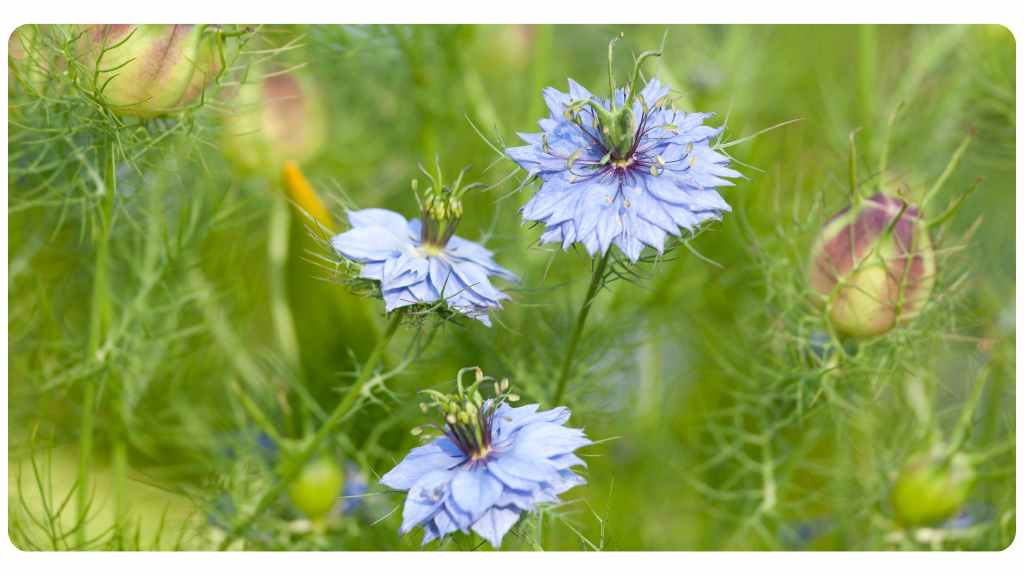 benefits of black seed oil 