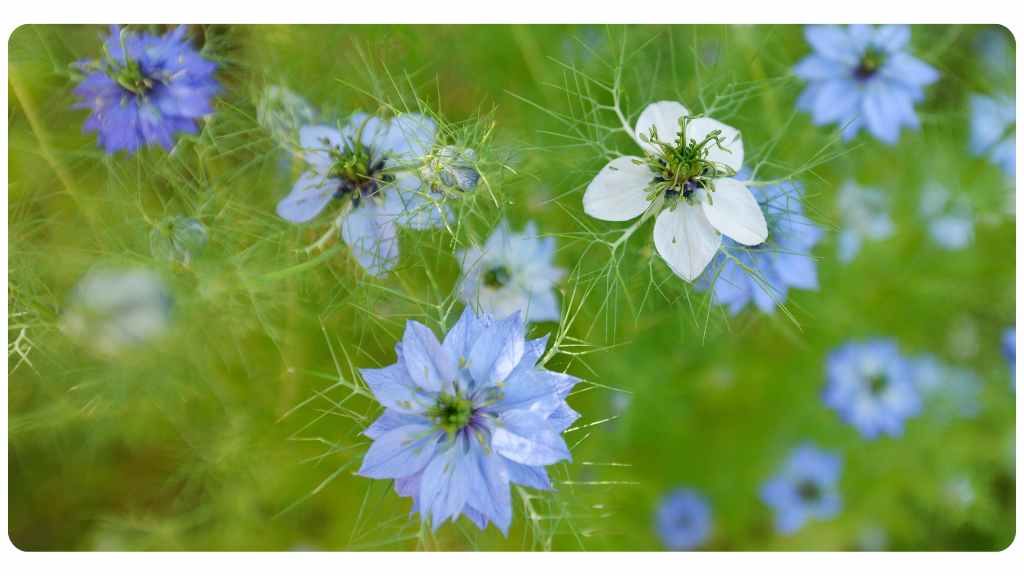 Everything to know about Black Seed oil