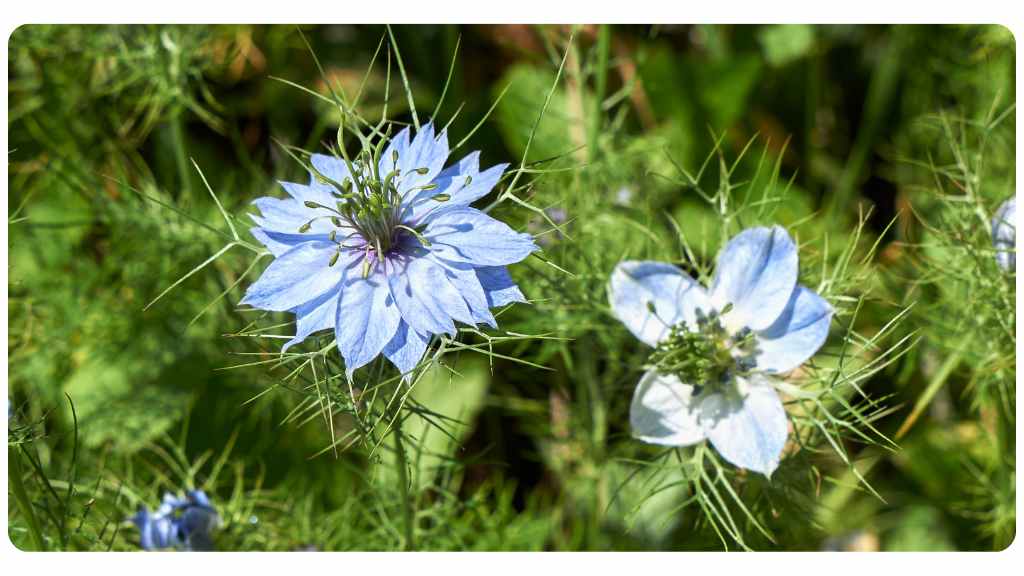 when to take black seed oil