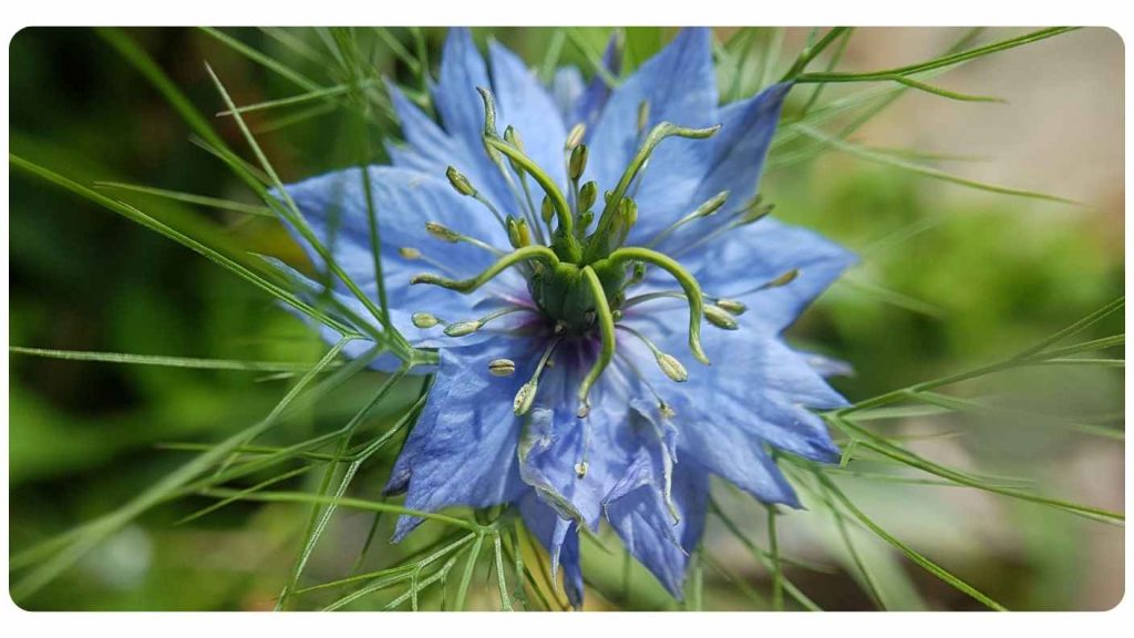 hair benefits of black seed oil