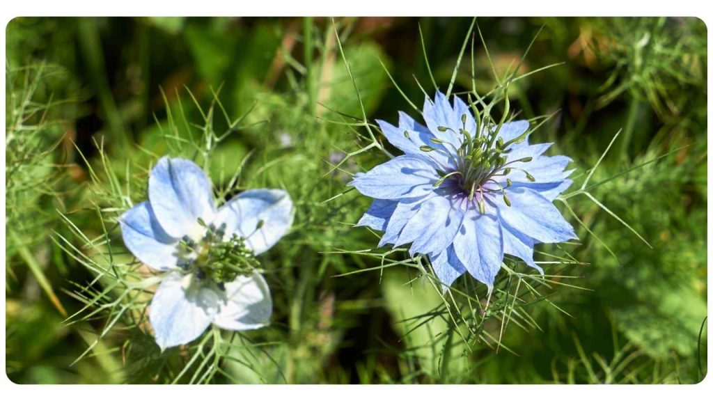 black cumin seed oil for healthy hair growth