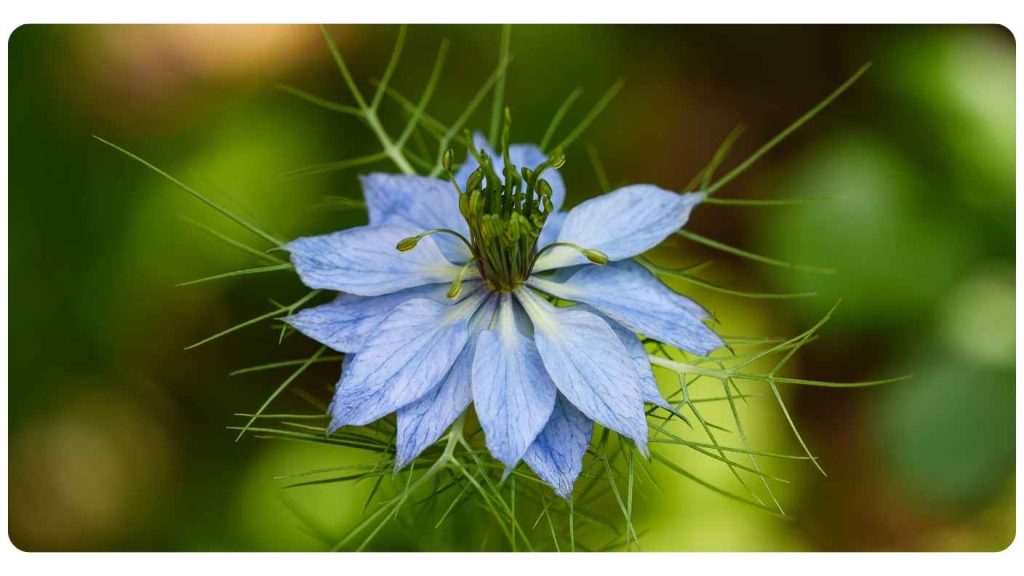 black seed oil benefits for promoting hair growth