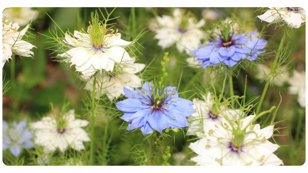 black seed oil or black cumin seed oil benefits