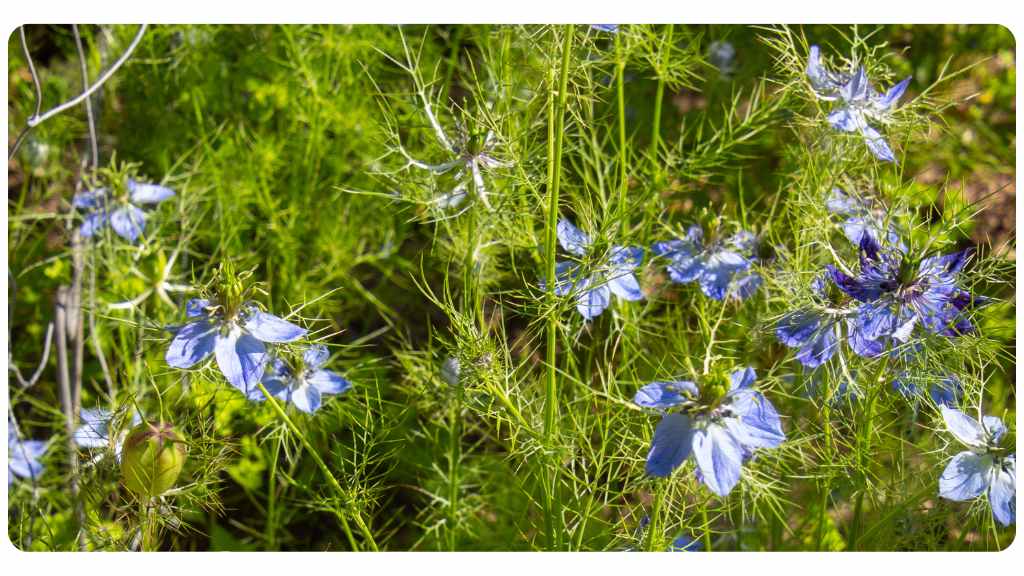 black cumin seed oil topical use benefits