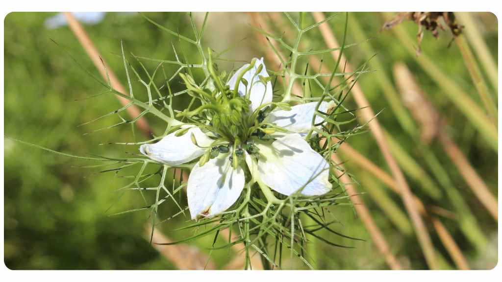 black cumin seed oil as an herbal remedy for herpes simplex viruses