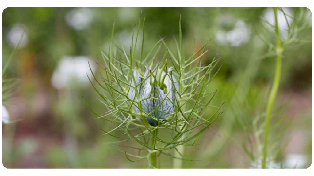 antiviral and antioxidant activity of black cumin seed oil