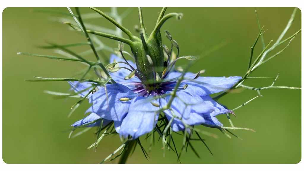 black seed oil for dog health