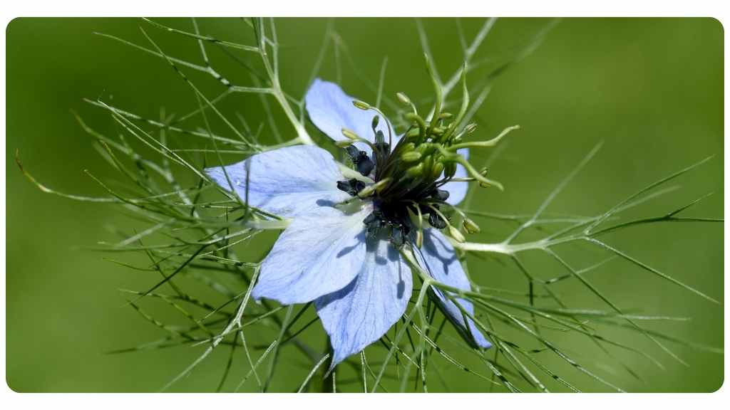 black seed oil nutritional supplement for dogs
