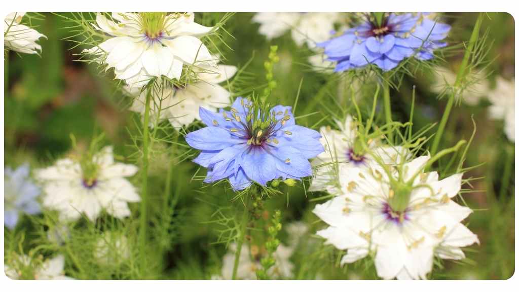 black seed oil nutritional supplement for dogs