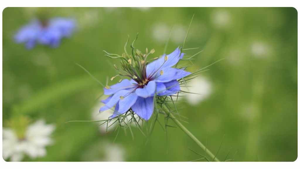 anti-inflammatory properties of black seed oil for dogs