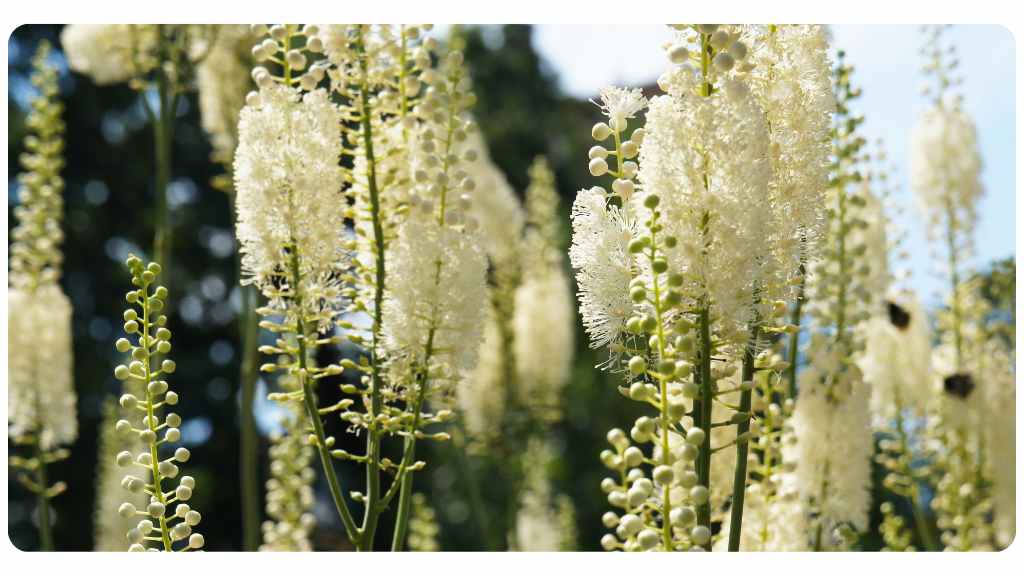 black cohosh for menopause symptoms