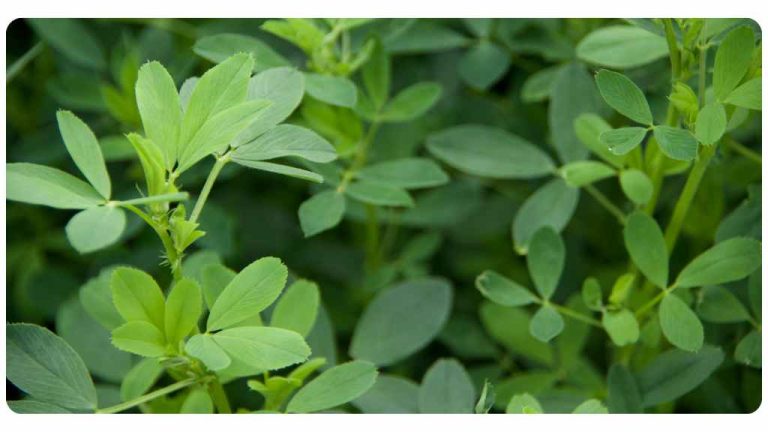 herbs for menopause symptoms