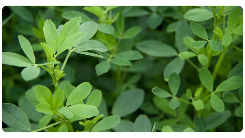 herbs for menopause symptoms