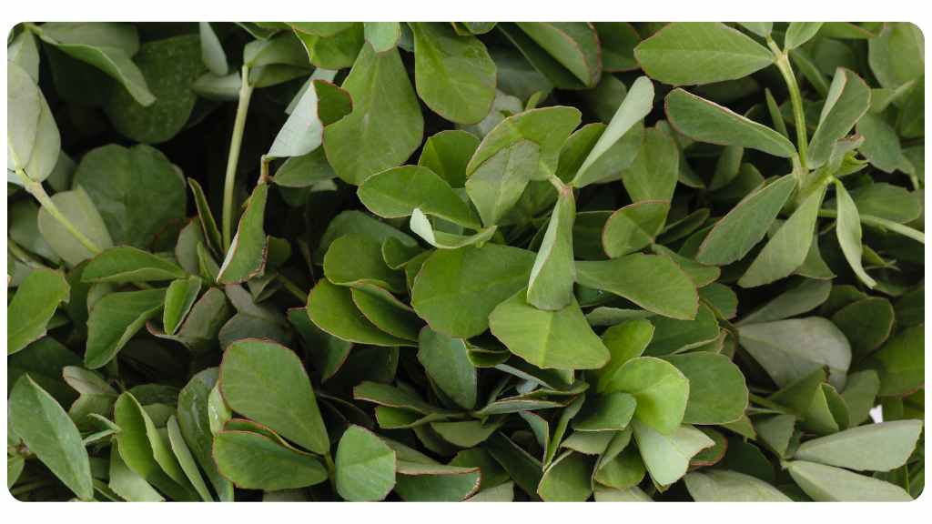 fenugreek for menopause symptoms