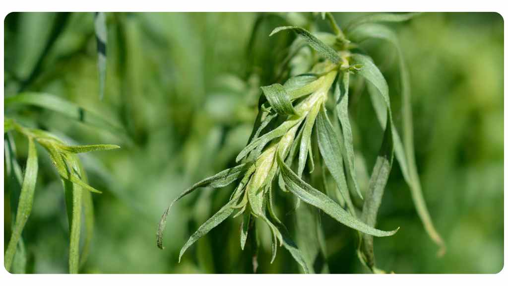 magnesium for menopause symptoms