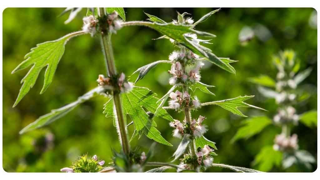 motherwort for menopausal women