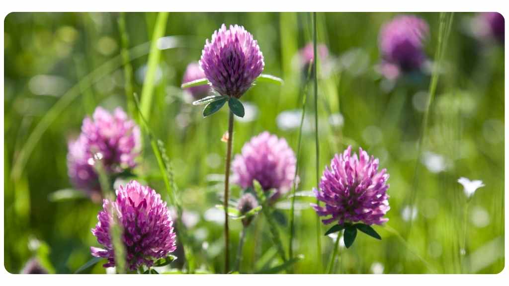 red clover for menopause symptoms
