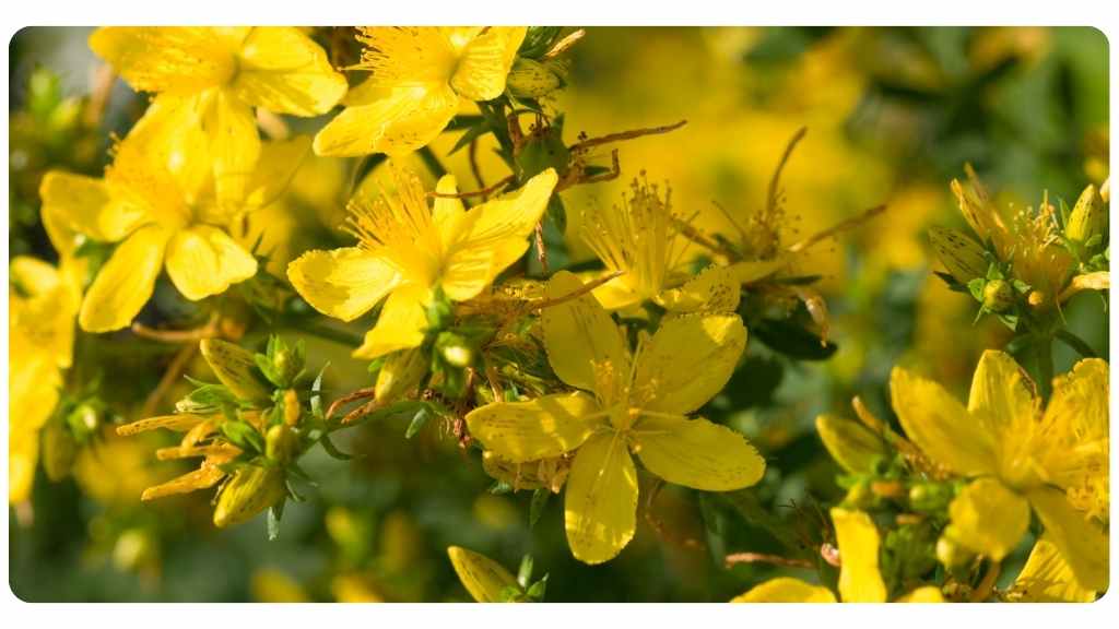 st. john's wort for menopausal women