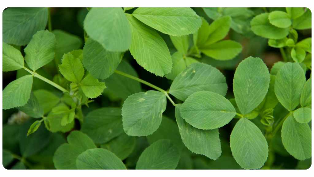 vitamin d for menopause symptoms