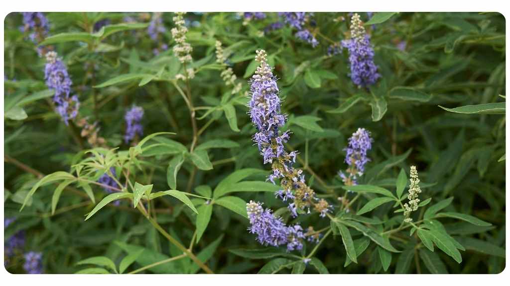 vitex for menopause symptoms