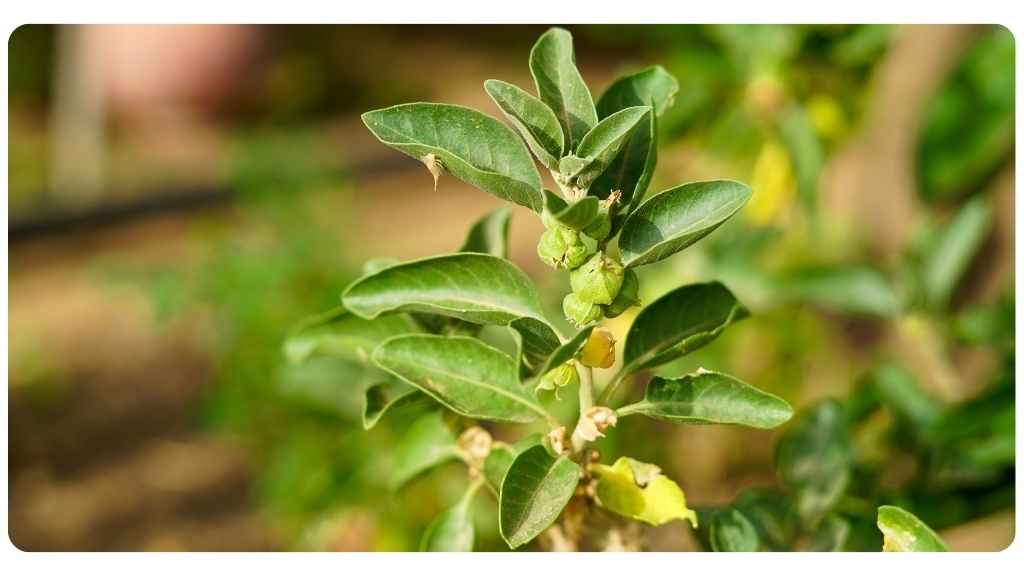 benefits of ashwagandha for females