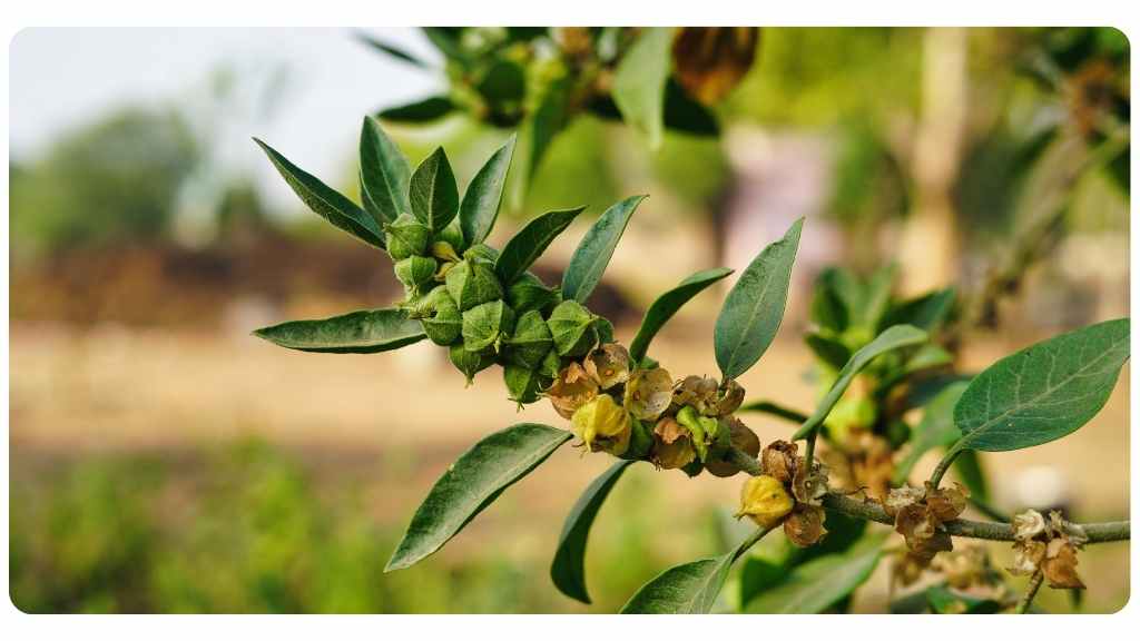 female health benefits of ashwagandha