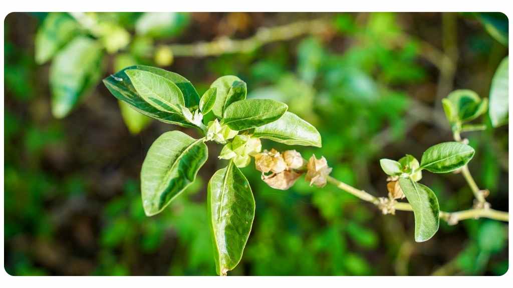 ashwagandha may support women's health